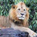 Lion in Masai Mara