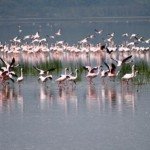 Flamingos can be seen